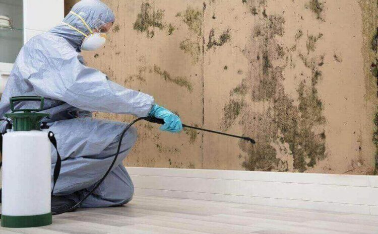  MOLD REMEDIATION OLD