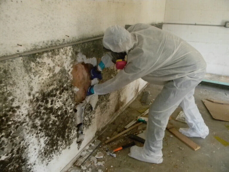 Unveiling the Hidden Enemy: Mold Inspection Tips for a Healthier Home